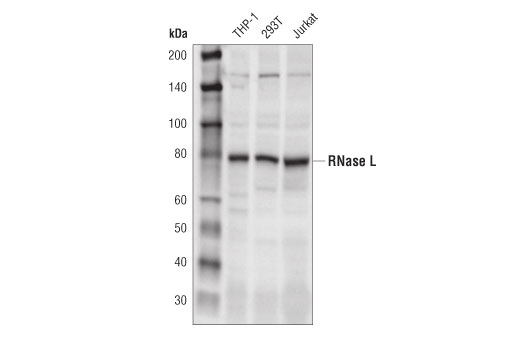 undefined Image 5: Host Cell Viral Restriction Factor Antibody Sampler Kit
