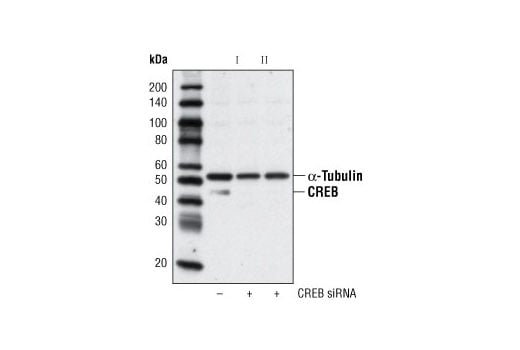 undefined Image 1: SignalSilence<sup>®</sup> CREB siRNA I