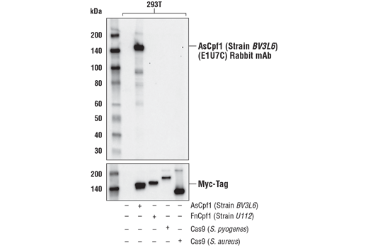 undefined Image 1: Cas9 and Associated Proteins Antibody Sampler Kit