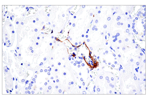 Immunohistochemistry Image 1: NG2/CSPG4 (E3B3G) XP<sup>®</sup> Rabbit mAb (BSA and Azide Free)