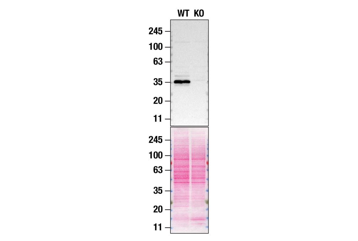 Western Blotting Image 2: hnRNP A1 (D21H11) Rabbit mAb