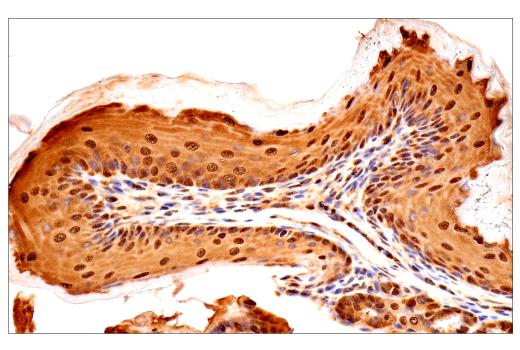 Immunohistochemistry Image 10: Ubiquitin (E6K4Y) XP<sup>®</sup> Rabbit mAb (BSA and Azide Free)