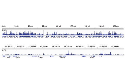 Chromatin Immunoprecipitation Image 2: Aiolos (D1C1E) Rabbit mAb