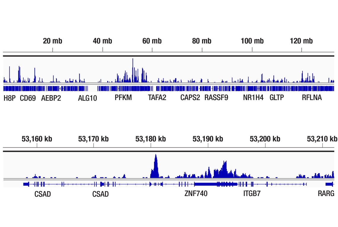 CUT & Tag Image 2: Phospho-Rpb1 CTD (Ser5) (D9N5I) Rabbit mAb