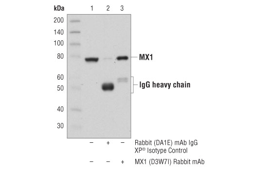 undefined Image 16: Host Cell Viral Restriction Factor Antibody Sampler Kit