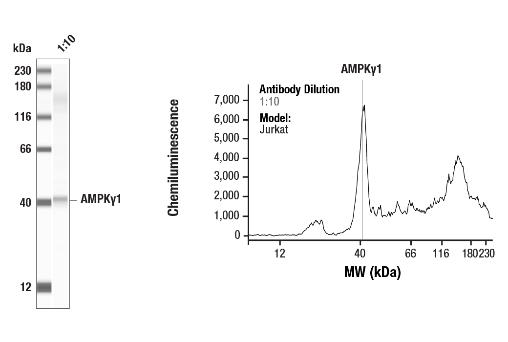 Western Blotting Image 1: AMPKγ1 Antibody