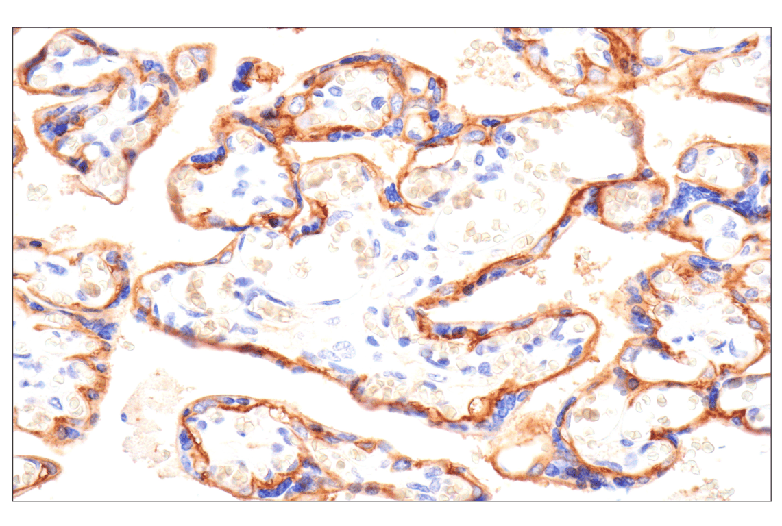 Immunohistochemistry Image 3: SLC40A1/Ferroportin-1 (F9U5S) Rabbit mAb