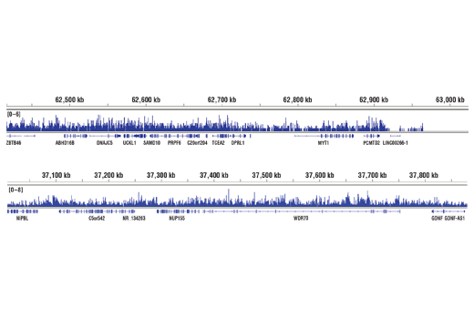 Chromatin Immunoprecipitation Image 2: Mono-Methyl-Histone H3 (Lys36) (D9J1D) Rabbit mAb