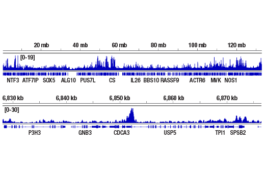 CUT & RUN Image 2: NRF1 (D9K6P) Rabbit mAb