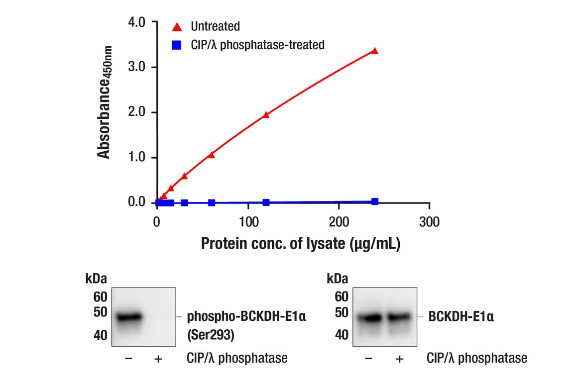 ELISA Image 1: PathScan<sup>®</sup> RP Phospho-BCKDH-E1α (Ser293) Sandwich ELISA Kit