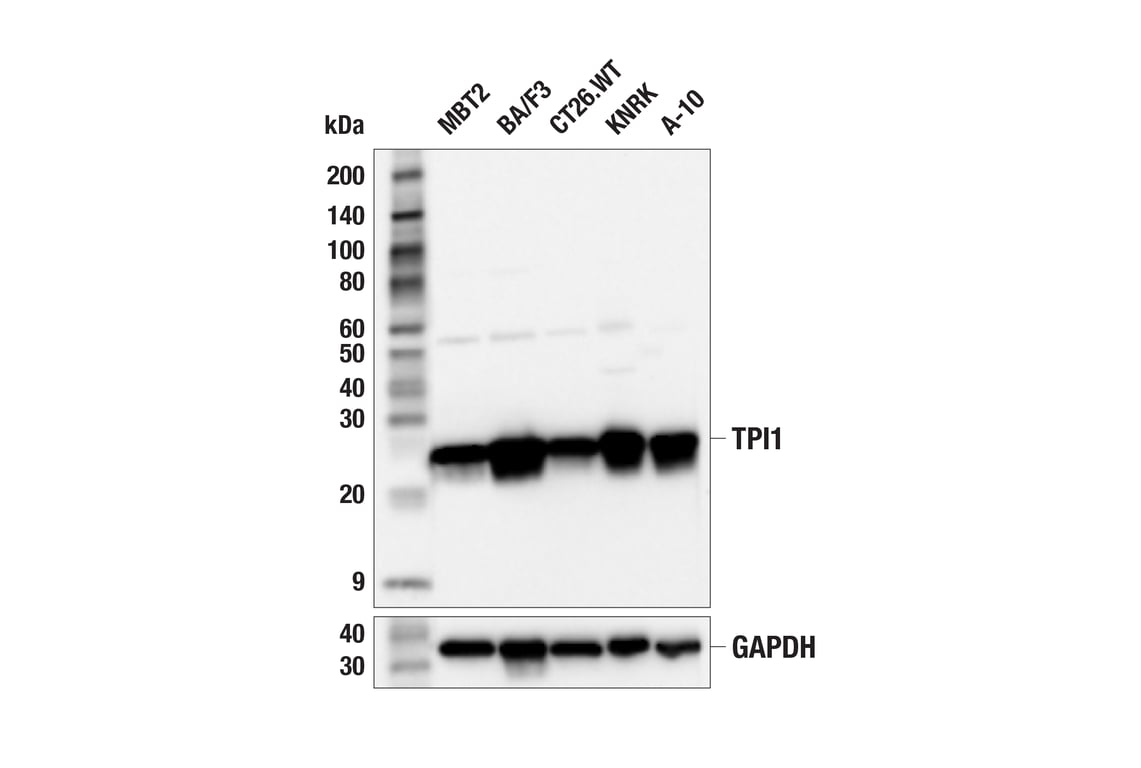 Western Blotting Image 2: TPI1 (F6U6Y) Rabbit mAb