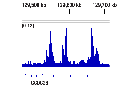 Chromatin Immunoprecipitation Image 1: BRD4 (pan) (E1Y1P) Rabbit mAb