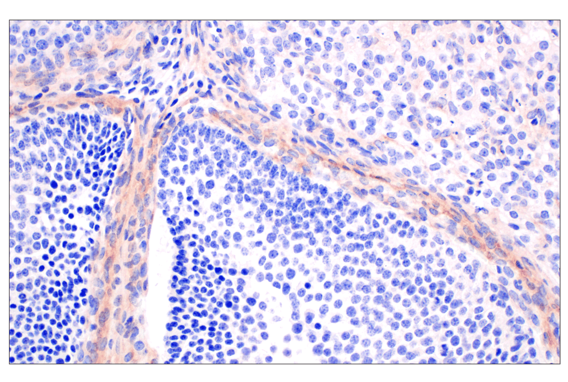 Immunohistochemistry Image 6: GLIPR2 (F7H7V) Rabbit mAb