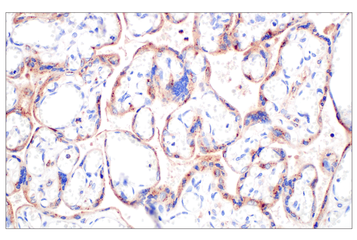Immunohistochemistry Image 8: Cathepsin A (F8X9E) Rabbit mAb