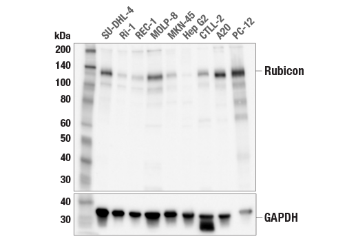 Western Blotting Image 1: Rubicon (E5J5V) Rabbit mAb