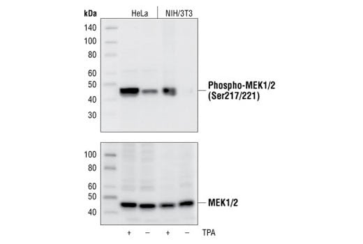 undefined Image 2: PhosphoPlus<sup>®</sup> MEK1/2 (Ser217/Ser221) Antibody Duet