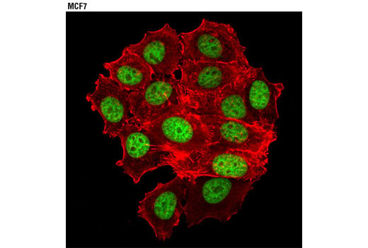 Immunofluorescence Image 1: Histone H2A.X (D17A3) XP<sup>®</sup> Rabbit mAb (BSA and Azide Free)