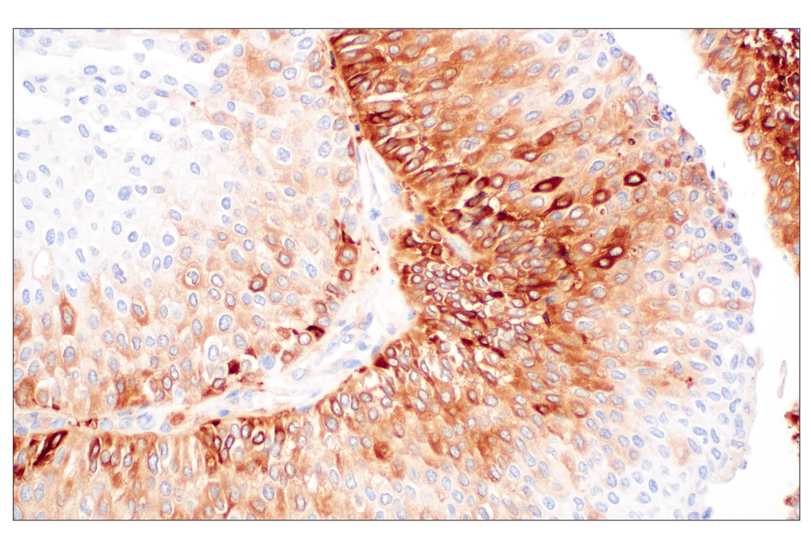 Immunohistochemistry Image 4: FTL (F9O4I) Rabbit mAb