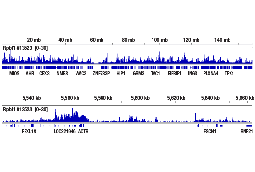 CUT & RUN Image 2: Phospho-Rpb1 CTD (Ser5) (D9N5I) Rabbit mAb