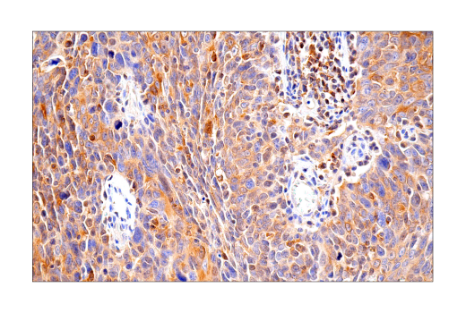 Immunohistochemistry Image 7: RIP3 (E7A7F) XP<sup>®</sup> Rabbit mAb