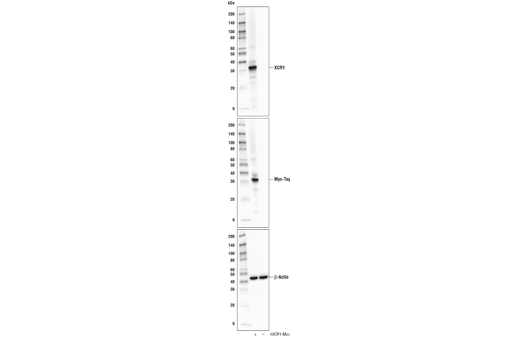 Western Blotting Image 1: XCR1 (D2F8T) Rabbit mAb