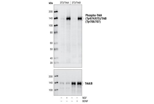 Western Blotting Image 1: Phospho-TrkA (Tyr674/675)/TrkB (Tyr706/707) (C50F3) Rabbit mAb