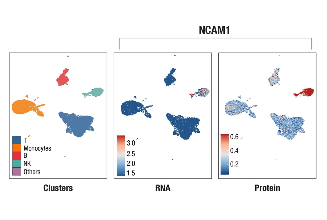 SCA Image 1: NCAM1 (CD56) (E7X9M) XP<sup>®</sup> Rabbit mAb (InTraSeq<sup>™</sup> 3' Conjugate 3025)