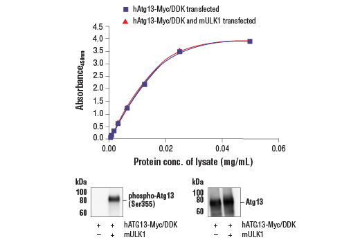 ELISA Image 1: PathScan<sup>®</sup> RP Total Atg13 Sandwich ELISA Kit