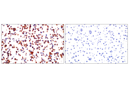 Immunohistochemistry Image 5: Src (36D10) Rabbit mAb