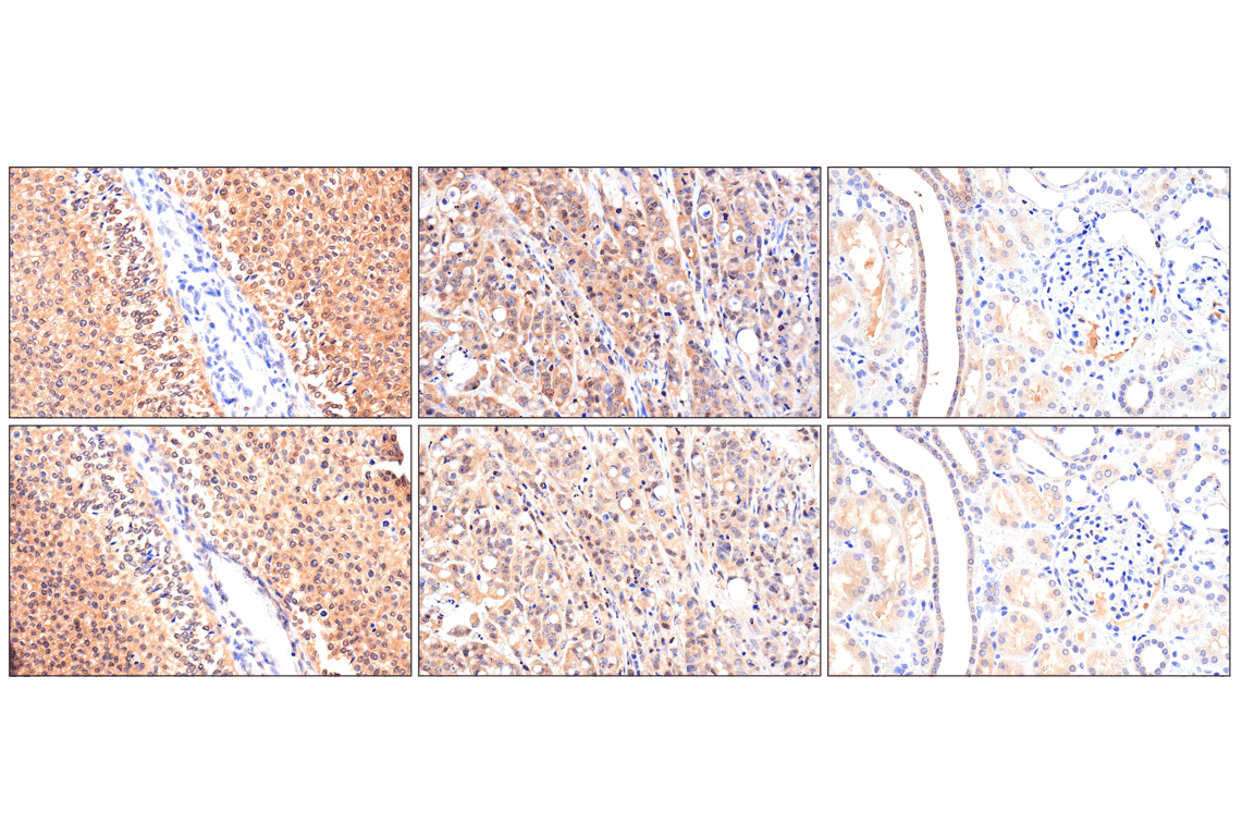 Immunohistochemistry Image 3: Caspase-8 (F5K9P) Rabbit mAb (BSA and Azide Free)