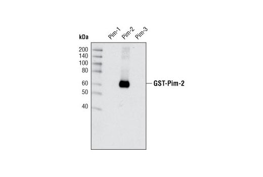 undefined Image 7: Pim Kinase Antibody Sampler Kit