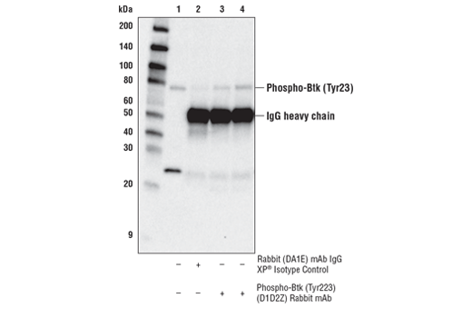 undefined Image 5: PhosphoPlus<sup>®</sup> Btk (Tyr223) Antibody Duet