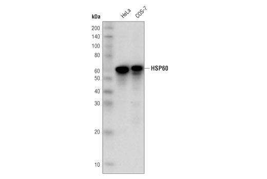 Western Blotting Image 1: HSP60 (D6F1) XP<sup>®</sup> Rabbit mAb (HRP Conjugate)