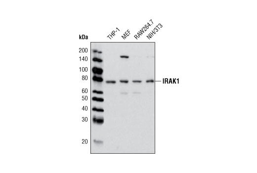 Western Blotting Image 3: IRAK1 (D51G7) Rabbit mAb (BSA and Azide Free)