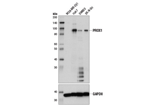 Western Blotting Image 1: PROX1 (D2J6J) Rabbit mAb