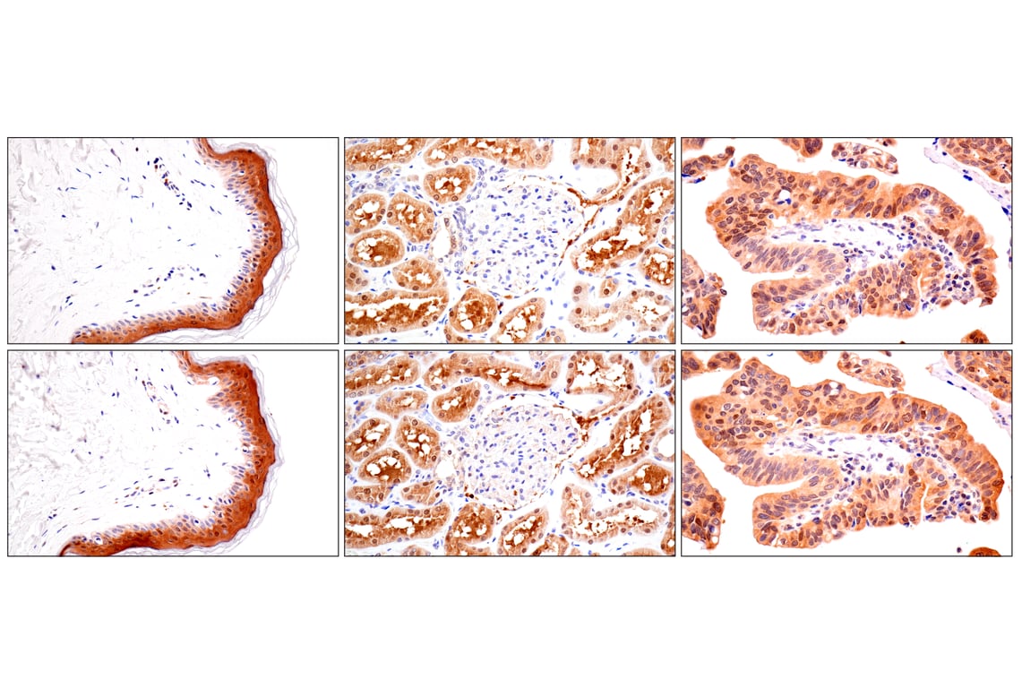 Immunohistochemistry Image 15: ACBP/DBI (E4V8V) XP<sup>®</sup> Rabbit mAb
