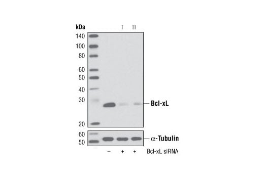 Western Blotting Image 2: Bcl-xL (54H6) Rabbit mAb (Biotinylated)