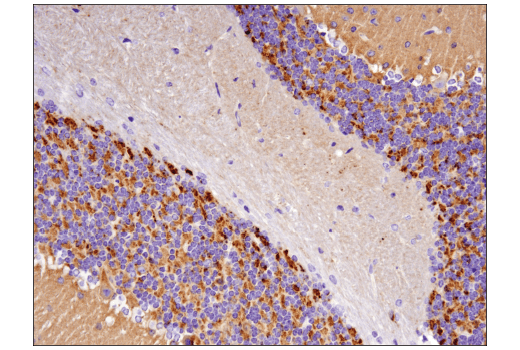 Immunohistochemistry Image 2: Synaptophysin (D8F6H) XP<sup>®</sup> Rabbit mAb (BSA and Azide Free)