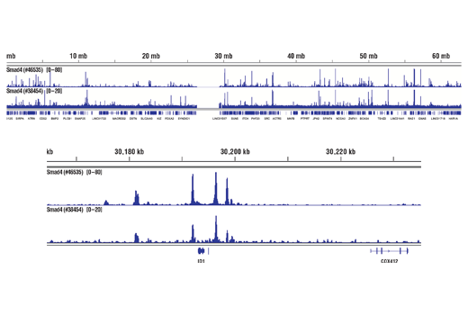 Chromatin Immunoprecipitation Image 2: SMAD4 (D3R4N) XP<sup>®</sup> Rabbit mAb