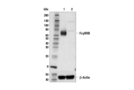 Western Blotting Image 2: FcγRIIB (D8F9C) XP<sup>®</sup> Rabbit mAb