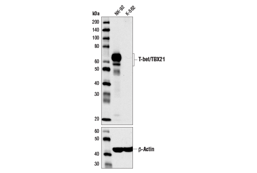 Western Blotting Image 1: T-bet/TBX21 (D6N8B) XP<sup>®</sup> Rabbit mAb (BSA and Azide Free)