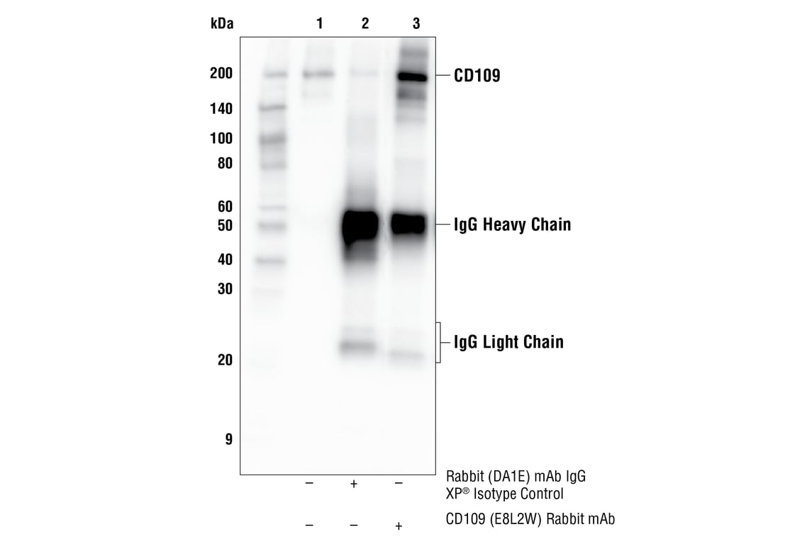 Immunoprecipitation Image 1: CD109 (E8L2W) Rabbit mAb