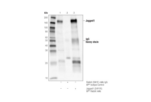 Immunoprecipitation Image 1: Jagged1 (D4Y1R) XP<sup>®</sup> Rabbit mAb