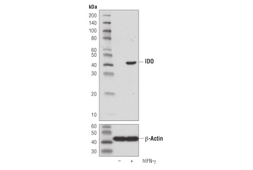 Western Blotting Image 1: IDO (D5J4E<sup>™</sup>) Rabbit mAb