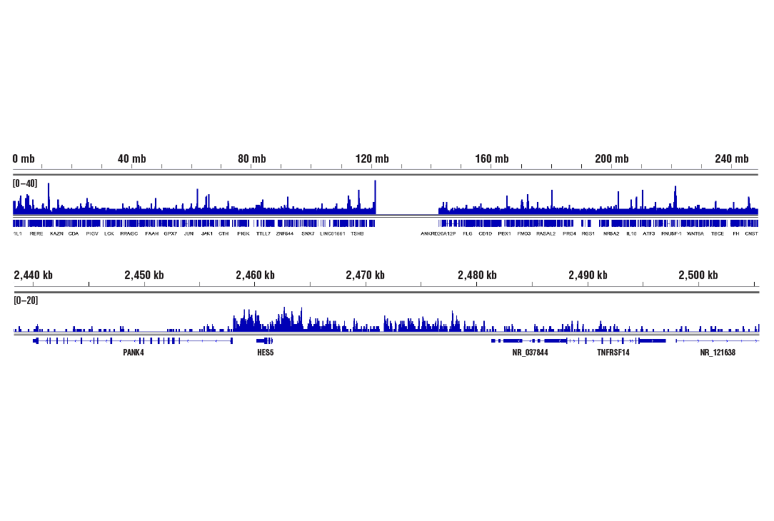 undefined Image 65: BAF Complex IHC Antibody Sampler Kit