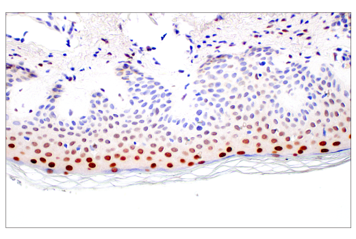 Immunohistochemistry Image 5: C/EBPβ (E2K1U) Rabbit mAb (BSA and Azide Free)