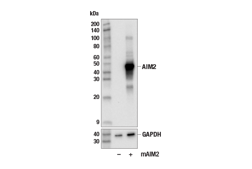Western Blotting Image 2: AIM2 (E5I8Z) Rabbit mAb