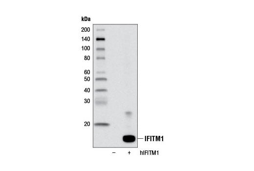 undefined Image 11: Host Cell Viral Restriction Factor Antibody Sampler Kit