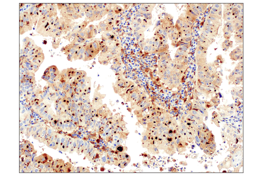 Immunohistochemistry Image 1: Galectin-9 (D9R4A) XP<sup>®</sup> Rabbit mAb (BSA and Azide Free)