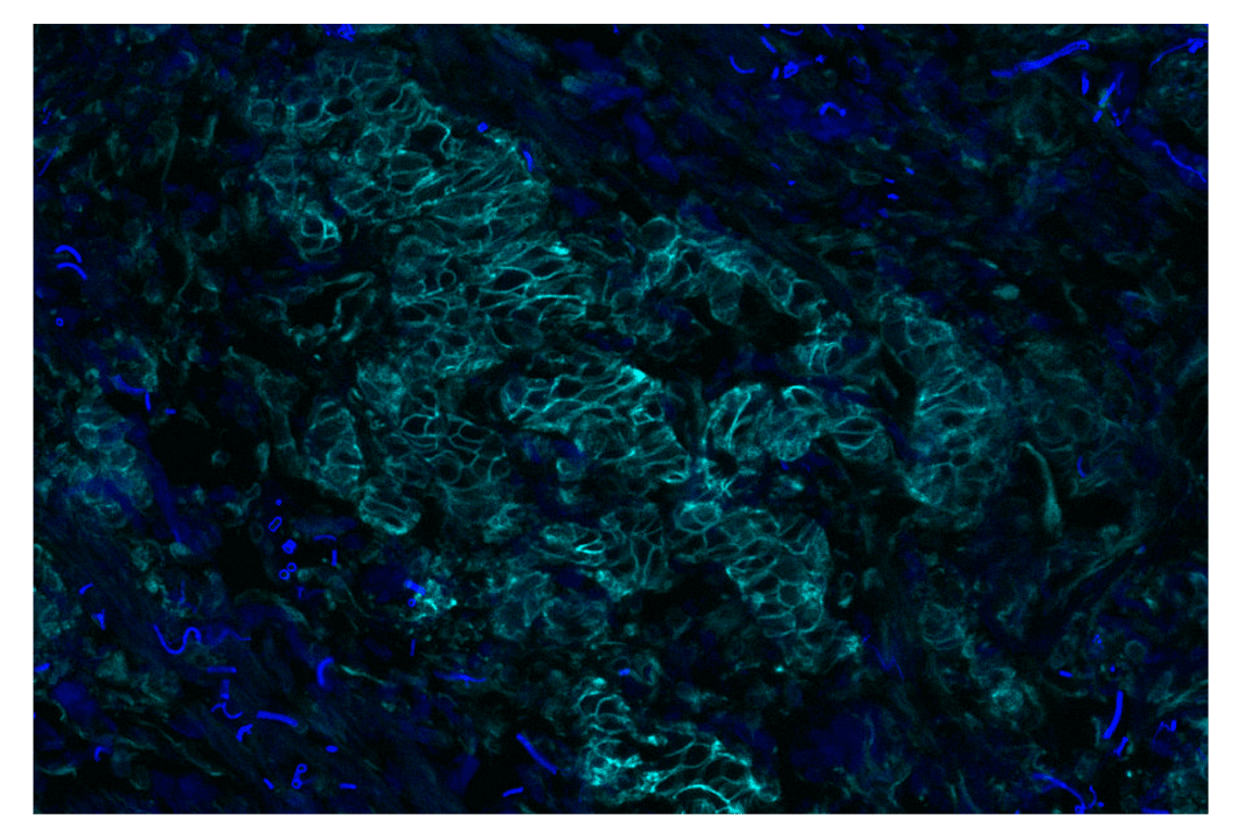 Immunohistochemistry Image 2: Na,K-ATPase α1 (D4Y7E) Rabbit mAb (Alexa Fluor<sup>®</sup> 750 Conjugate)